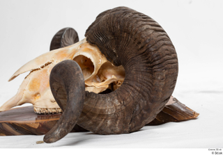 Skull Mouflon Ovis orientalis head horns skull 0051.jpg